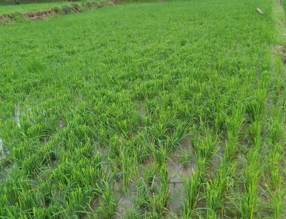 Rice crop damaged by locusts in Gunji area