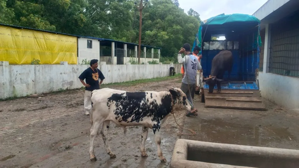 मंगळवारी शहरात दहा जनावरांची धरपकड Ten animals seized in the city on Tuesday