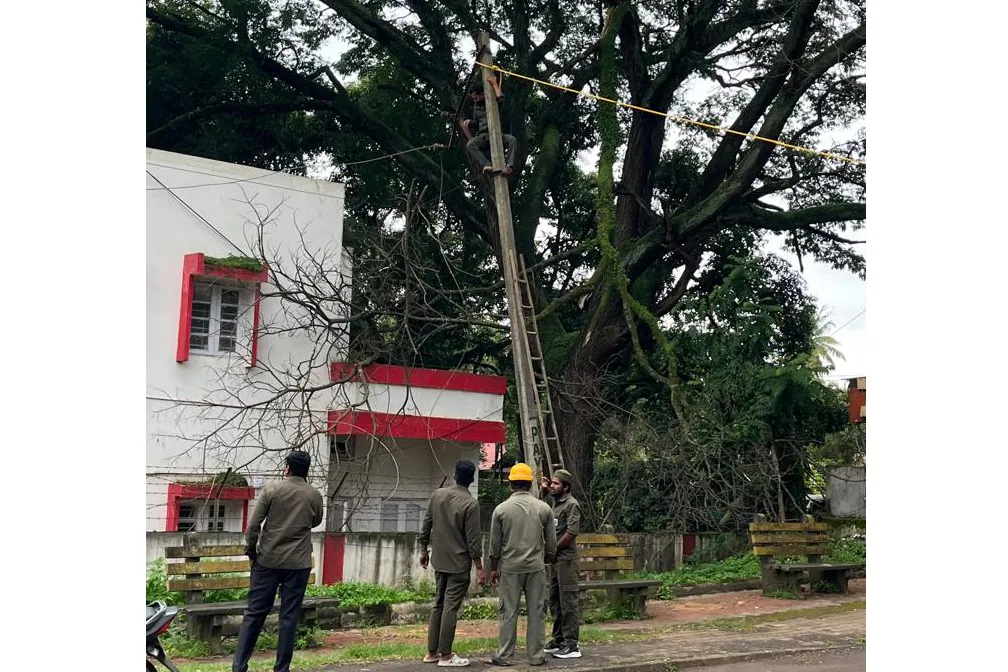 पोस्ट ऑफिस मार्गावर झाडाची फांदी कोसळून नुकसान Damage caused by falling tree branch on Post Office Road