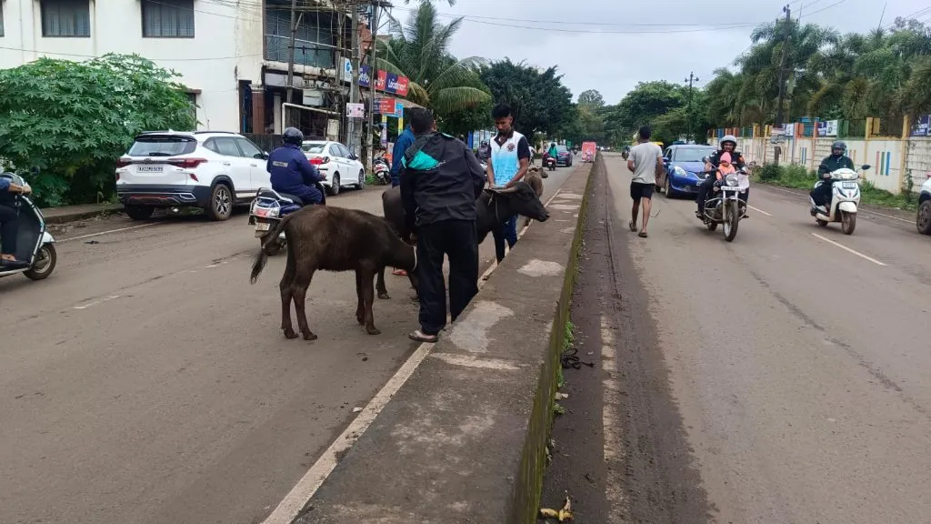 शहर-उपनगरात सहा मोकाट जनावरे पकडली Six stray animals caught in city and suburbs