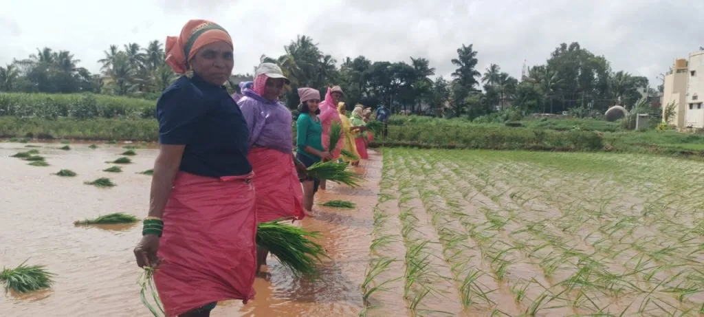 तालुक्याच्या पश्चिम भागात चौथ्यांदा रोप लागवड Saplings planted for the fourth time in the western part of the taluka