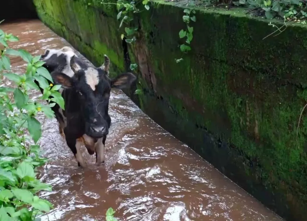 नाल्यात पडलेल्या गायीला काढले सुखरुप बाहेर Cow that fell into drain safely pulled out