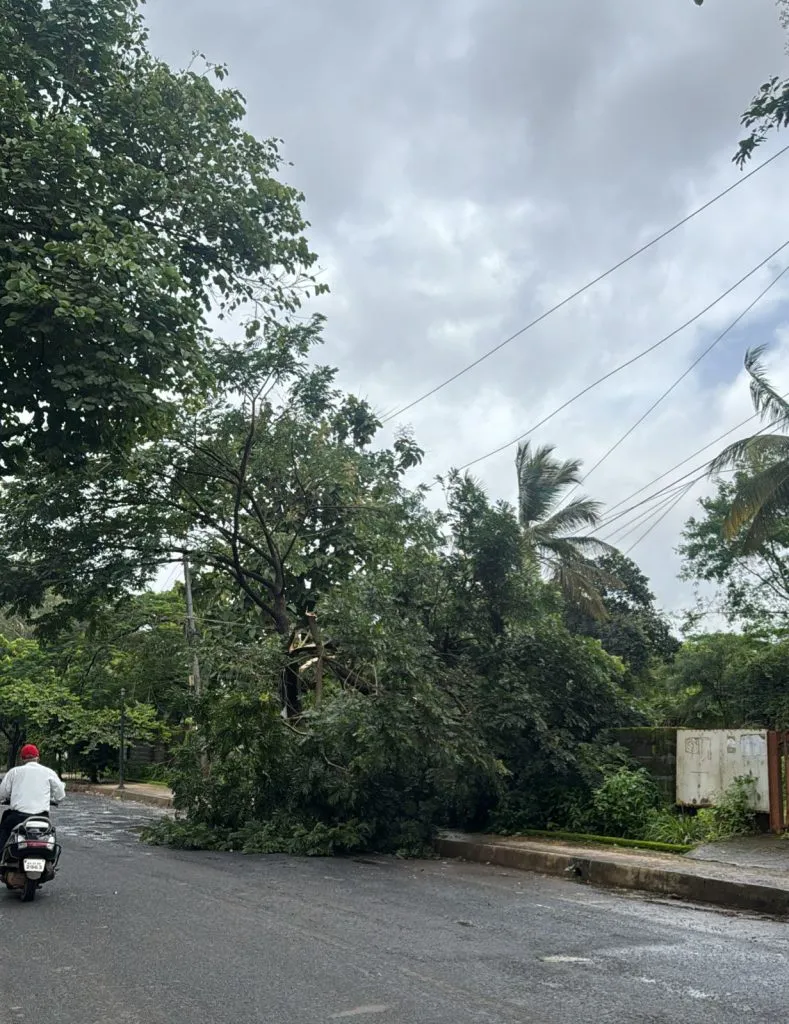 Power lines damaged by falling tree branches at the fort
