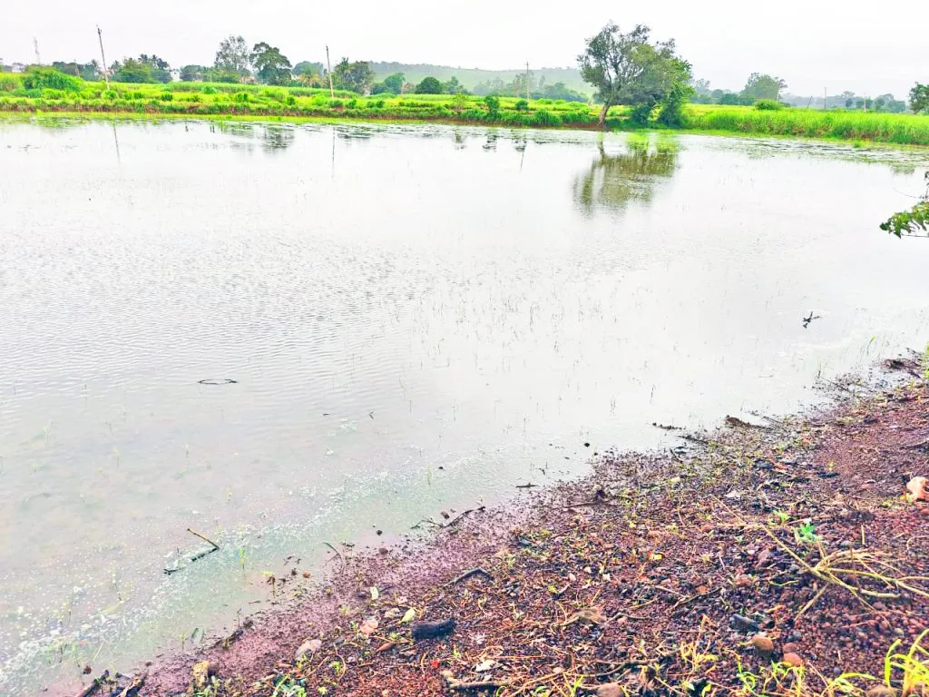 दुबार रोप लागवड करूनही पीक वाया Crops are wasted even after planting twice