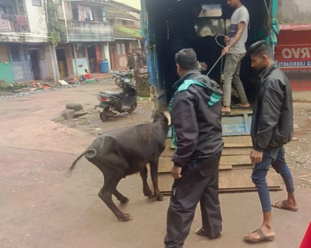 पकडलेल्या मोकाट जनावरांची रवानगी गो-शाळेत Captured stray animals sent to cow school