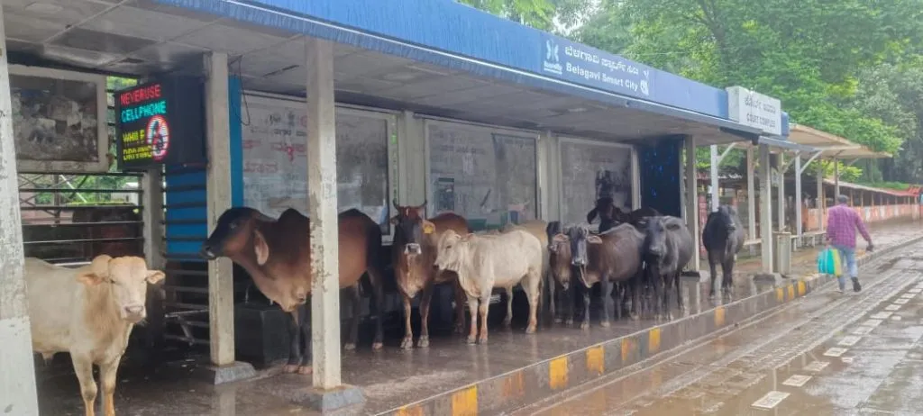 Passengers outside, stray animals at the bus stop!