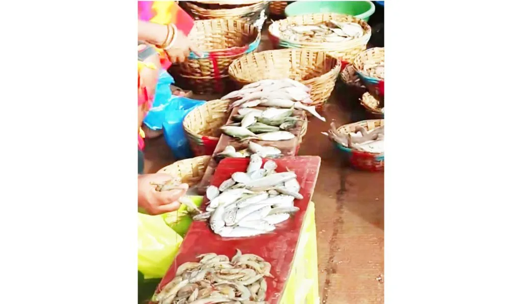 From today, 'Rapani' fish will be available in Goa..!