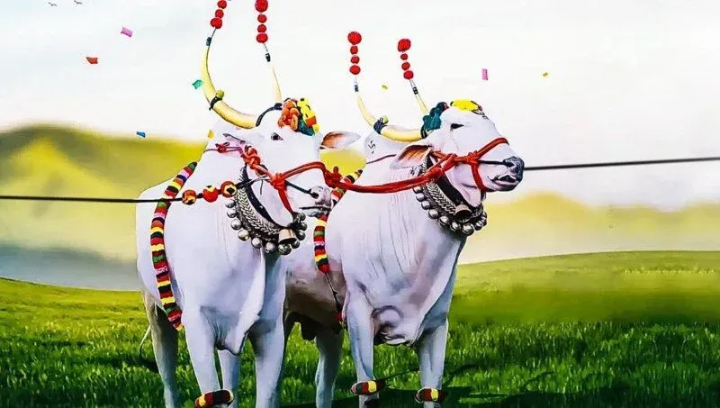 बेंदूर साजरा करूया, पण बैलांवर अन्याय नको Let's celebrate Bendur, but not at the cost of cruelty to bulls