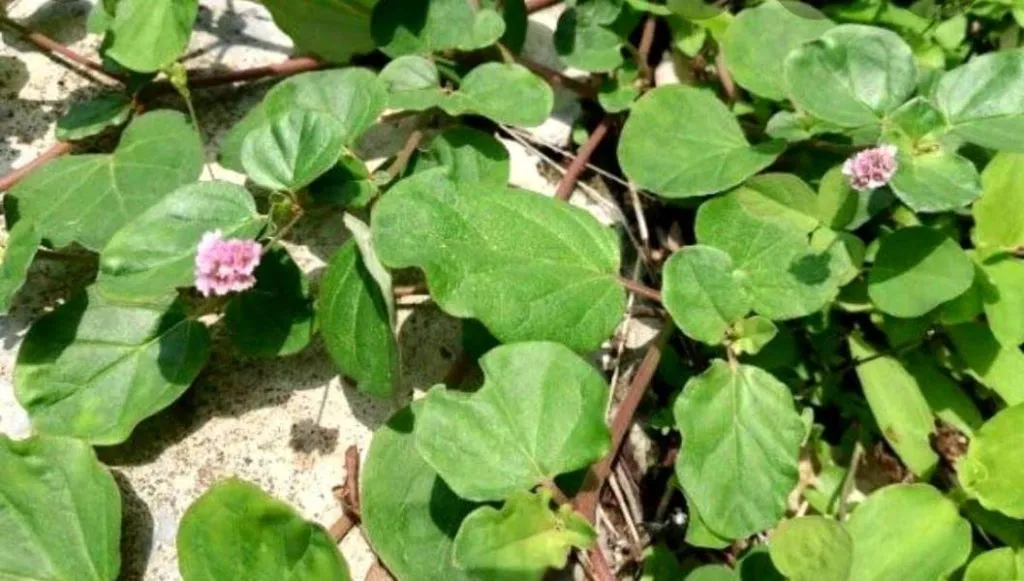 शहरी भागातून रानभाज्यांच्या मागणीत वाढ Rising demand for wild vegetables from urban areas.