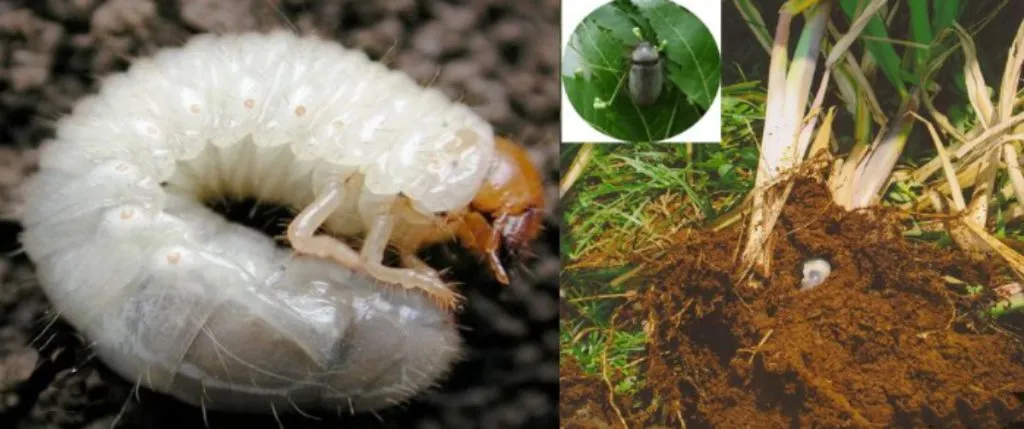 Guidance to farmers regarding human diseases