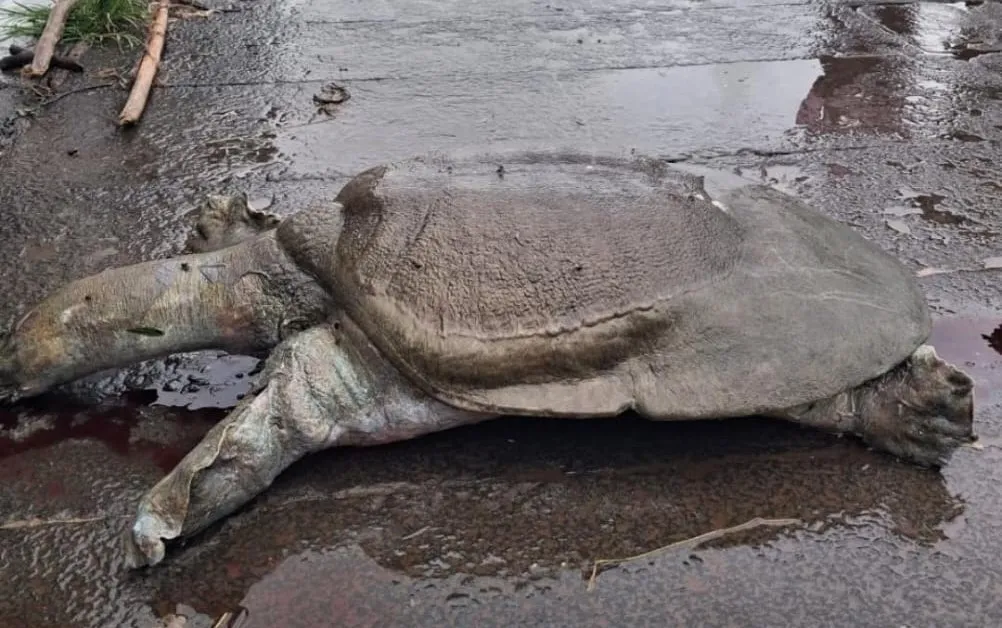 रंकाळ्यात सापडले दुर्मिळ सॉफ्टशेल कासव Rare softshell turtle found in Rankala