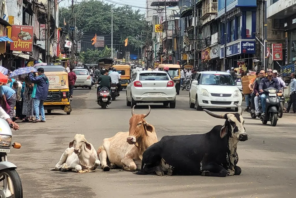 रस्त्यावरील मोकाट जनावरे ठरताहेत जीवघेणी Stray cattle on roads proving to be deadly