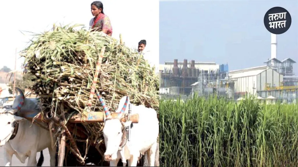 Sugarcane Crop: यंदाही पळवापळवी, ऊसासाठी होणार मारामारी, क्षेत्र 40 हेक्टरने कमी permission given to some private factories for crushing number