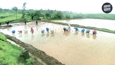 Rice seedlings planted bullocks' plows, bringing water from rain