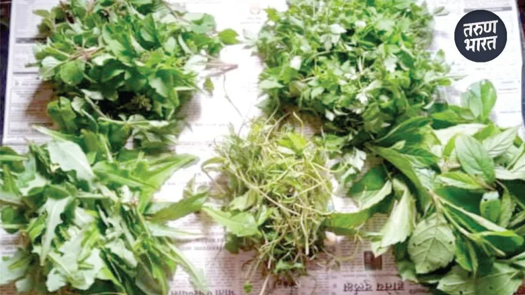 Ran Bhaji: डोंगर-दऱ्यांमधील औषधी रानभाज्या म्हणजे आयुर्वेदिक औषधांचा खजिना! vegetables medicinal properties grow naturally mountains valleys