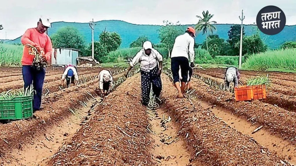 during which the farmers completed their pre-sowing cultivation