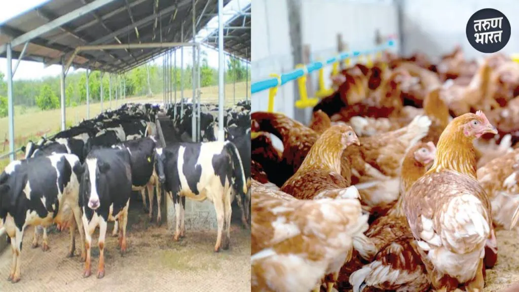 Considering rate bird deaths due changing climate professionals