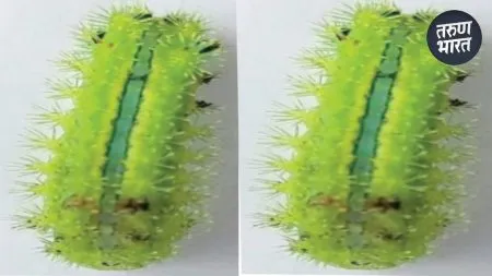 Sometimes natural disaster sometimes result government policies