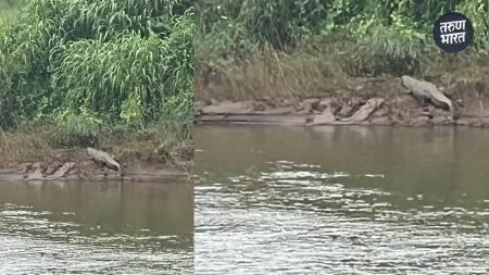wildfire city and citizens crowded the riverbank to see the crocodile