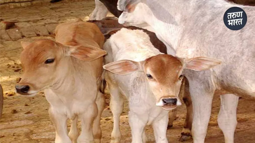 doing valuable work preserve importance organic farming kolhapur