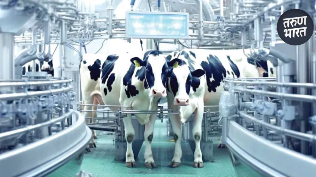 Milk Production to AI : दुग्ध व्यवसाय, सहकारी संस्थांपासून कृत्रिम बुद्धिमत्तेपर्यंतचा प्रवास India world's largest milk producer, accounting for about 23 percent