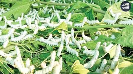 earned an income of five lakh rupees from the silk industry kolhapur