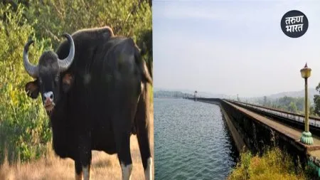 Tulsi, Dhamani Dam providing water natural resources radhanagari