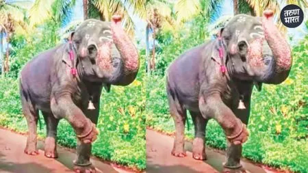 Mahadevi elephant, who lived village for 33 years tearful procession
