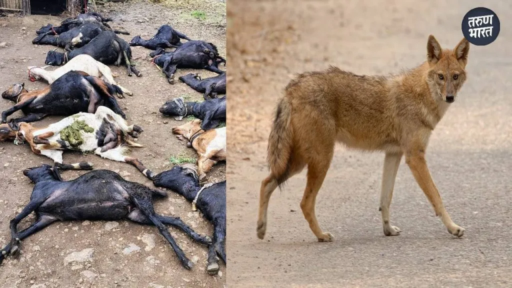 18 goats Jersey cow killed wolf attacks Anapatwadi, Pasucha Mala