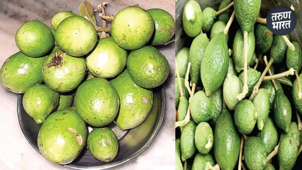 Ashadhi Vari 2025: आषाढी वारीत उर्जा देणारी वाघाटीची भाजी eating wild vegetables Vaghati occasion of Ashadhi Ekadashi