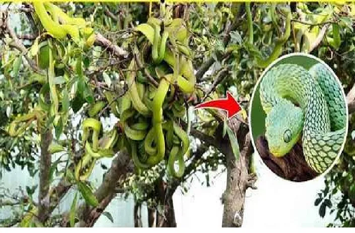 'Farming' of poisonous snakes