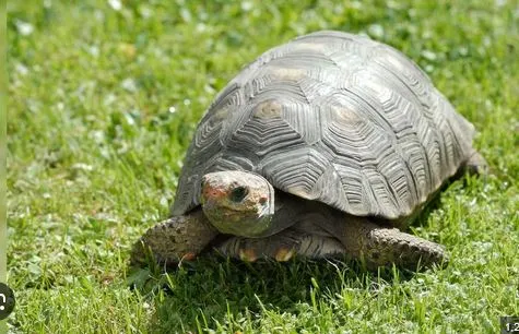 Even turtles have 'moods'