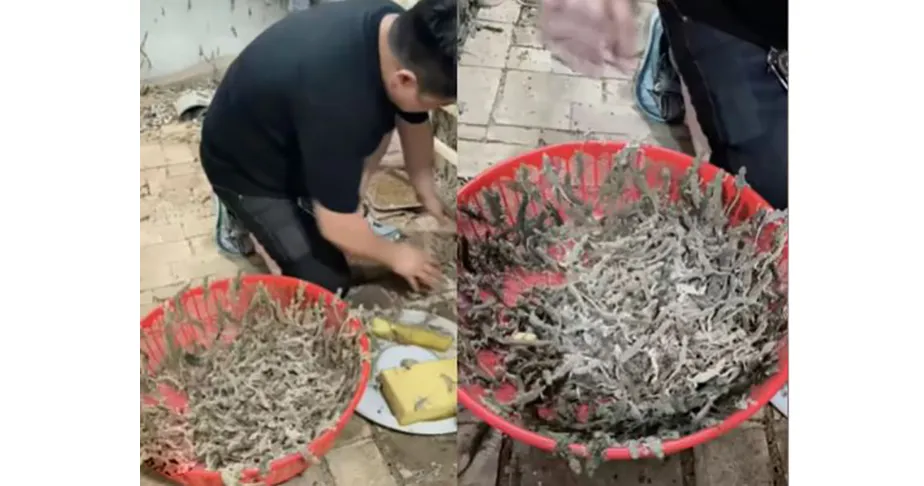 Huge money from Pali's farming