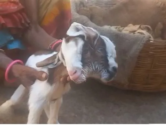 करडू बकरीचे… आवाज माणसाचा he kid's voice... the voice of a man