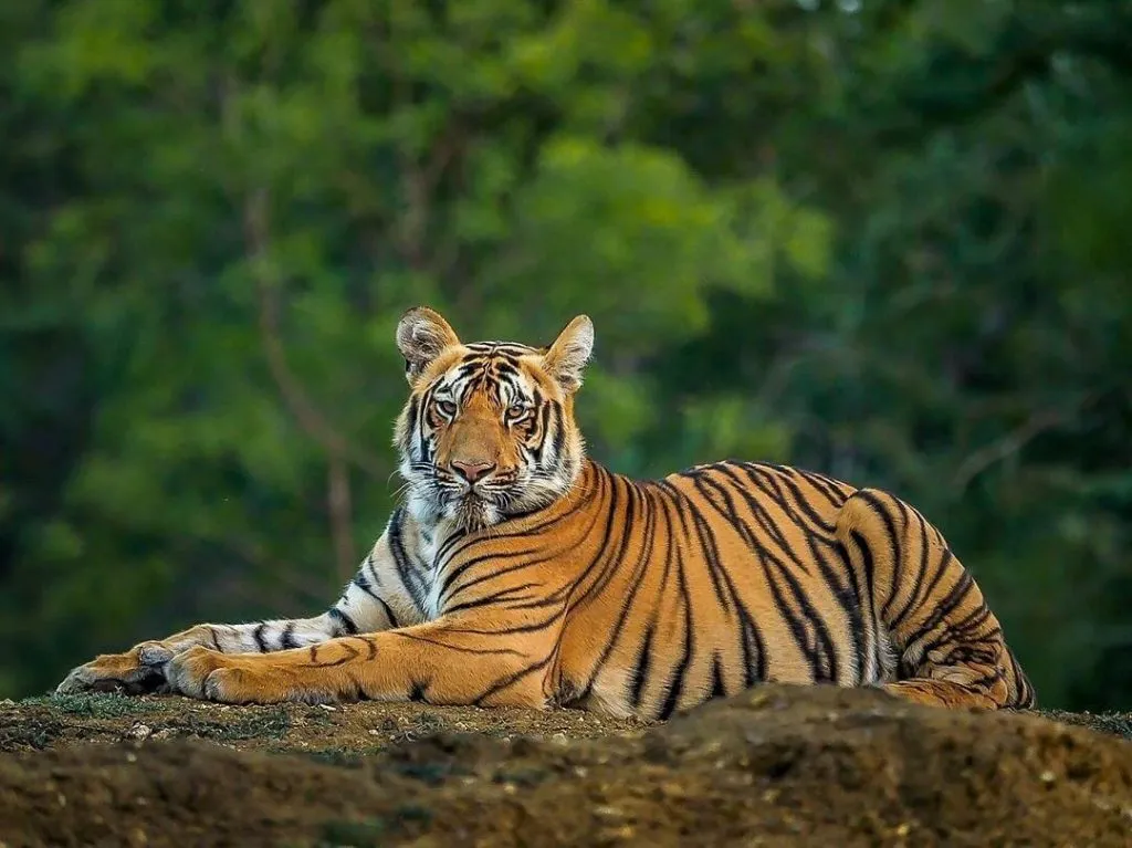 Private forest areas hinder the growth of the tiger population