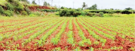 Sowing completed on 75% of the area in Sawalaj region