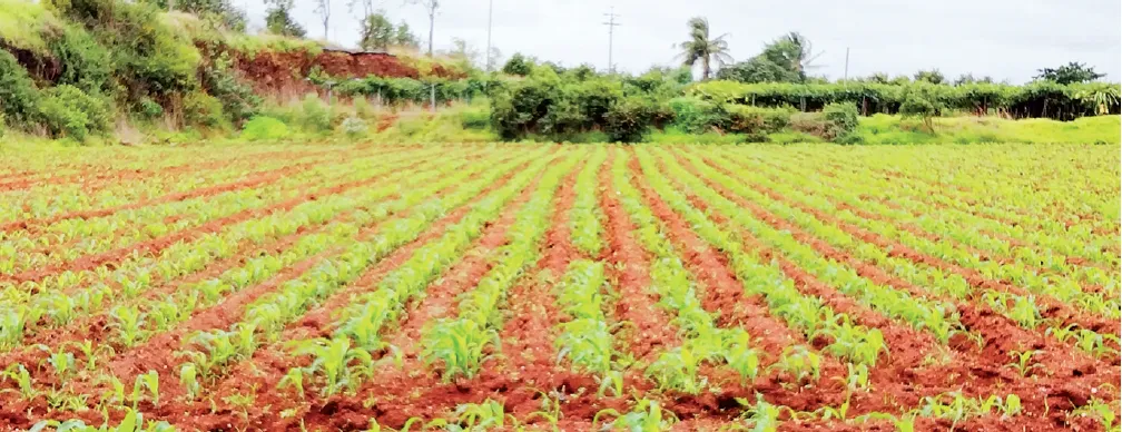 सावळज मंडलात ७५ टक्के क्षेत्रावर पेरणी Sowing completed on 75% of the area in Sawalaj region