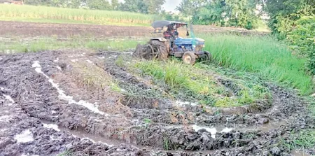 Paddy field puddling begins