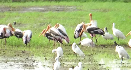 डुकरीभाग येथे जलमय शिवारात पक्षांची शाळा A school of birds in the waterlogged fields at Dukaribhag