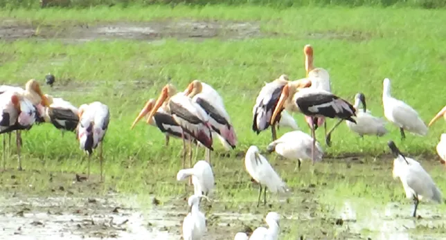 A school of birds in the waterlogged fields at Dukaribhag
