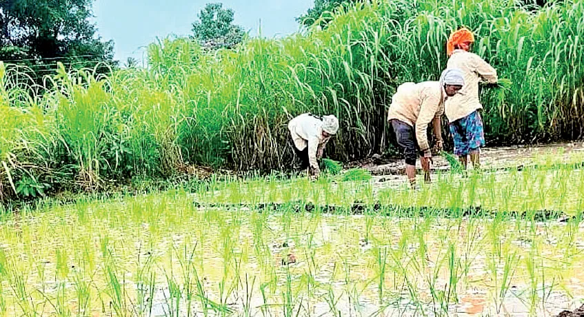 Continuous rainfall delays kharif sowing