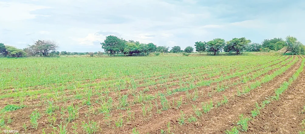 Oh rain, please fall... the farms of Jath are like a thirsty Chatak bird!