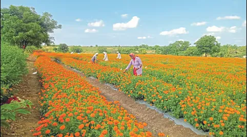 जिल्ह्यातील फुल शेती आता जोमाने फुलणार Floriculture in the district is now set to bloom vigorously