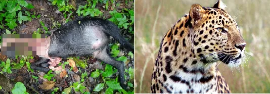 Five goats killed in a leopard attack at Patpanhala