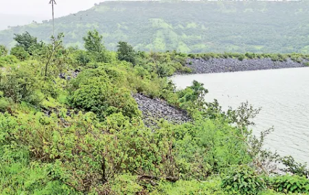 Mahu dam wall entangled by thorny vegetation!
