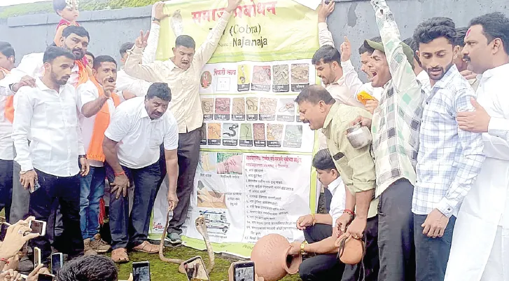 पारंपरिक नागपंचमीने आनंदले शिराळकर Shiralakars delighted by traditional Nag Panchami celebrations