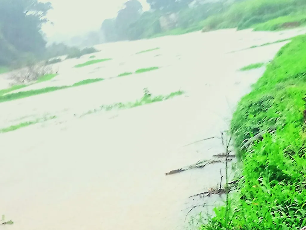 नदीच्या पाण्याच्या प्रवाहात रताळीसह वेल गेले वाहून The vines along with the sweet potatoes were carried away by the river's current.
