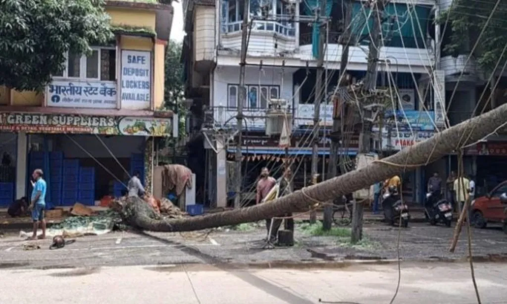 झाड तोडण्यासाठी चढलेला मजूर सुदैवाने बचावला A laborer who climbed a tree to cut it down was fortunately saved.