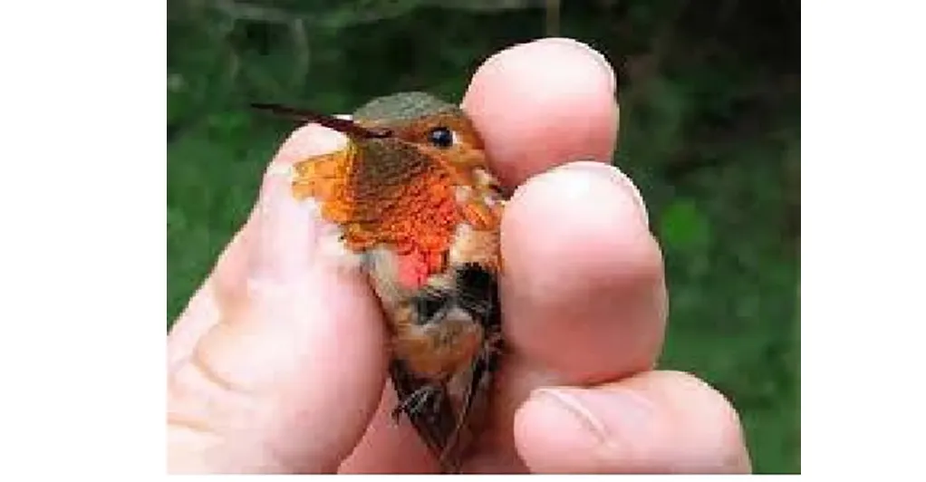 The smallest bird
