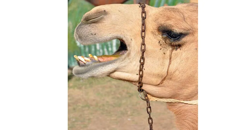 Camel tears fetch a high price